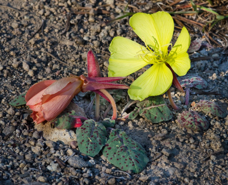 DSC_8850a.jpg