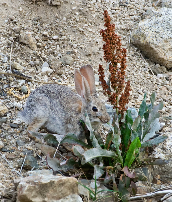 DSC_9797a.jpg
