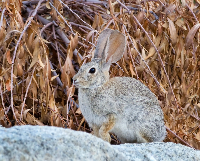 DSC_9830a.jpg