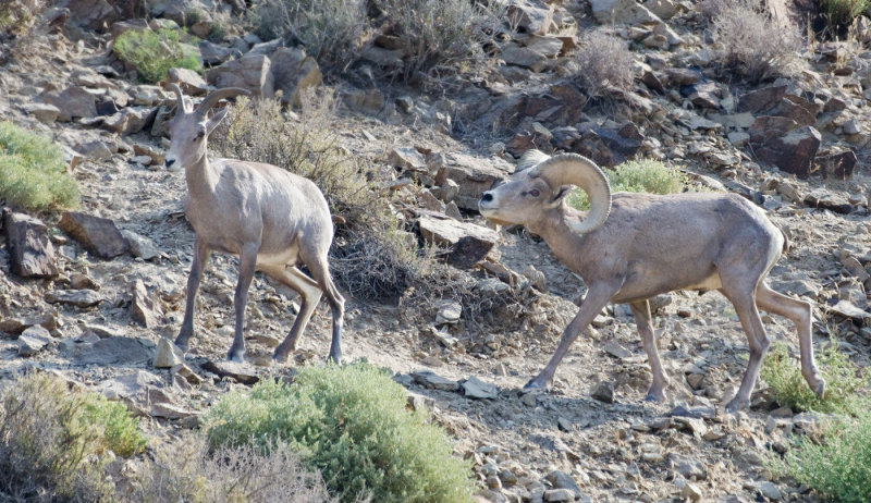 DSC_0982a.jpg