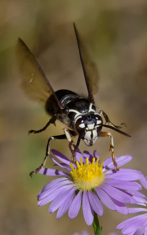 DSC_1570a.jpg