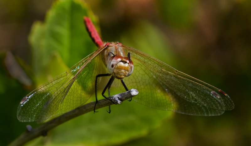 DSC_1681a.jpg