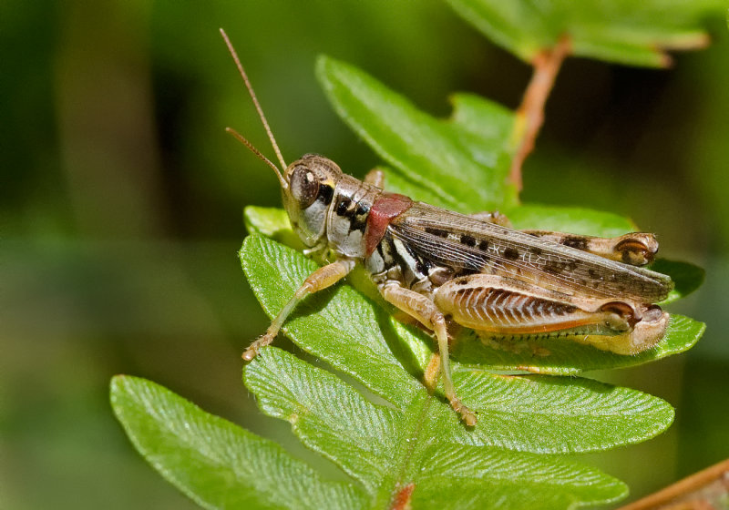 DSC_1906a.jpg