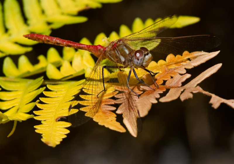 DSC_1985a.jpg