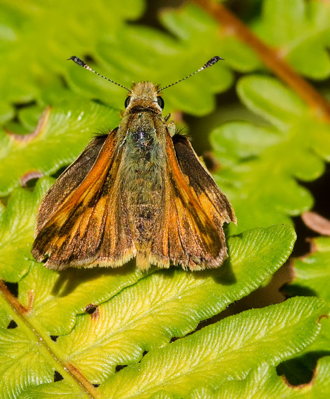 DSC_2133a.jpg