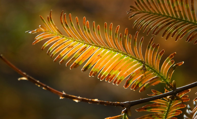 DSC_5783a.jpg