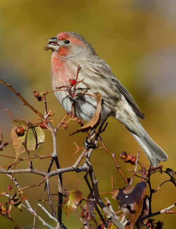 DSC_6150a.jpg