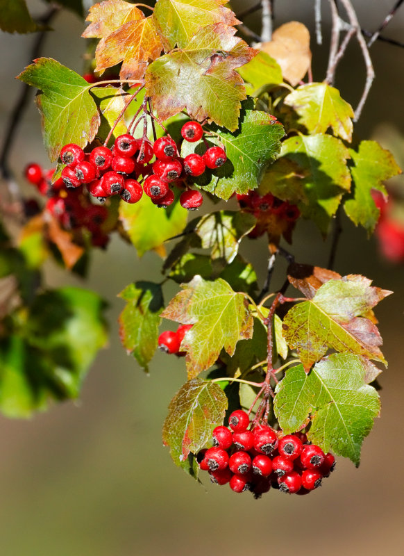DSC_6531a.jpg