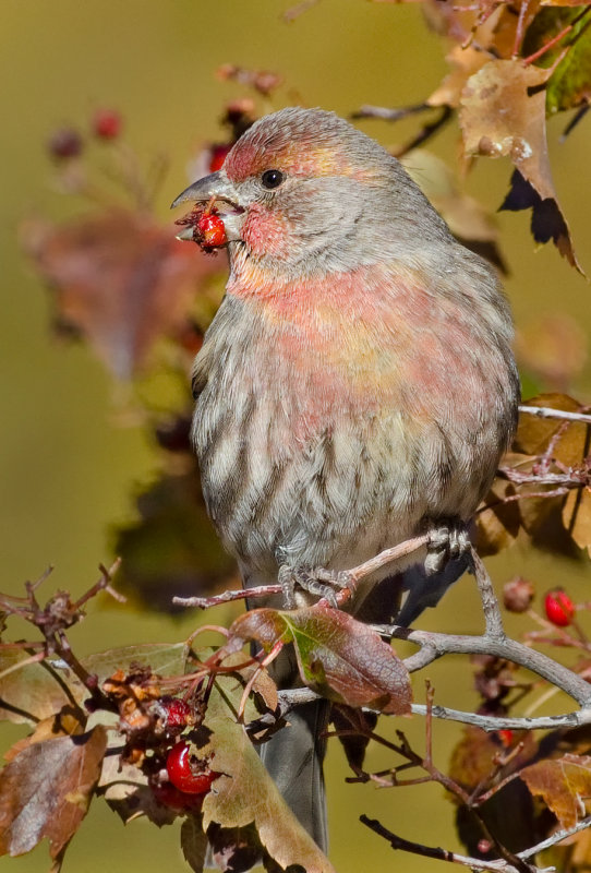 DSC_6555b.jpg