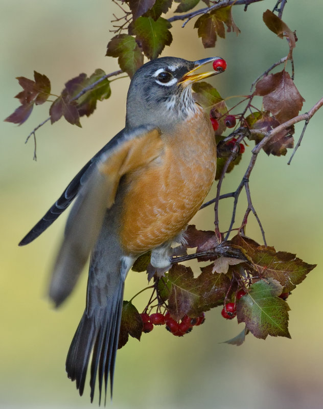 DSC_6680a.jpg