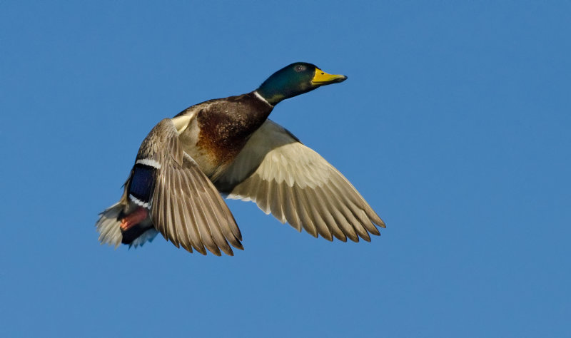 DSC_7192a.jpg