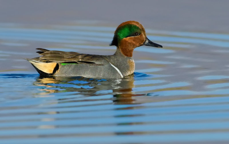 DSC_7204a.jpg