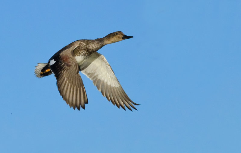 DSC_7276cC.jpg