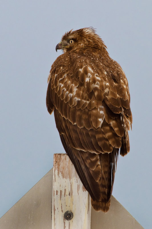 DSC_0853a.jpg
