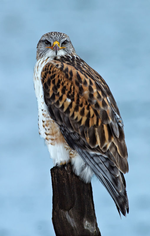 DSC_1375b.jpg