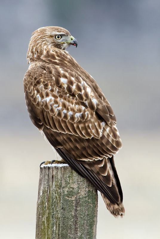 DSC_1616a.jpg