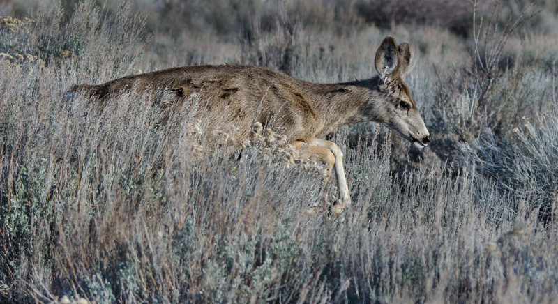 DSC_4434a.jpg