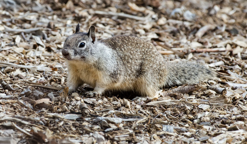 DSC_5187a.jpg