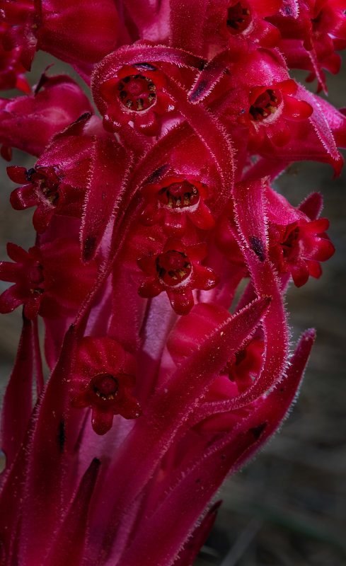 DSC_3776a.jpg