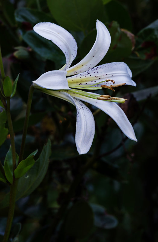 DSC_4296b.jpg