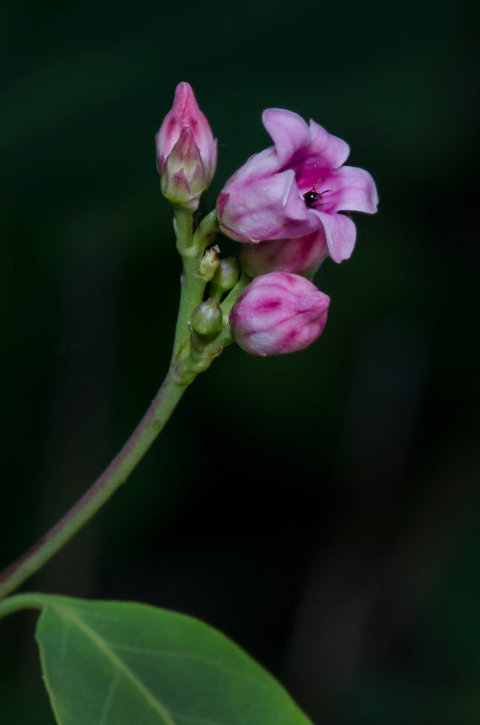 DSC_4409a.jpg
