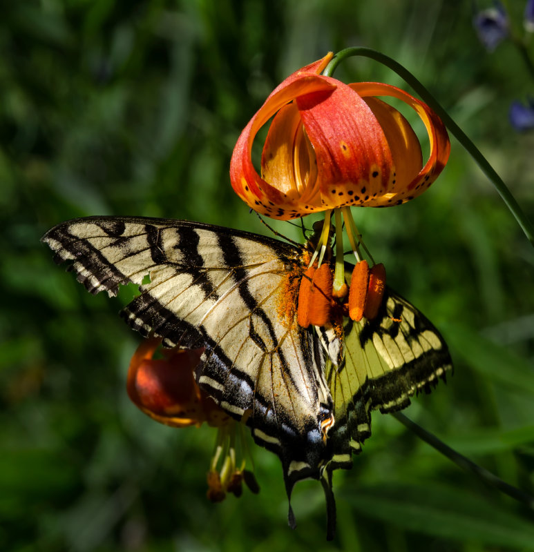 DSC_4429a_2.jpg
