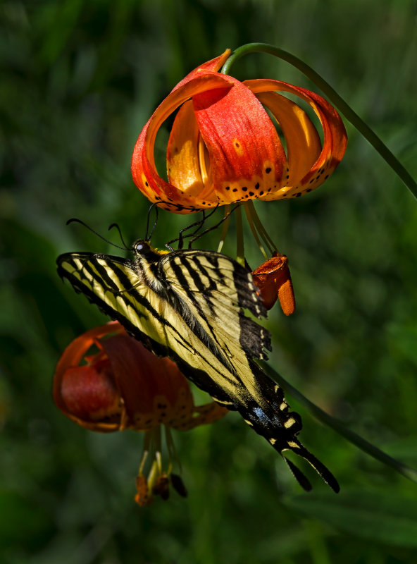 DSC_4435a.jpg