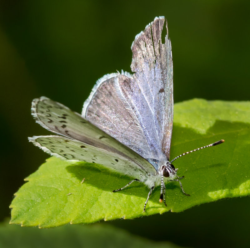 DSC_4866a.jpg