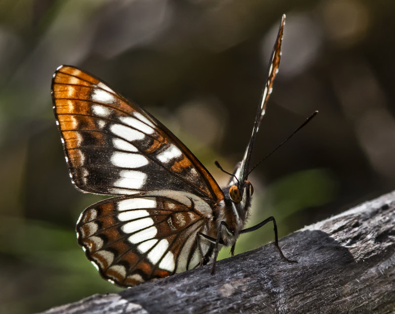 DSC_4897a.jpg