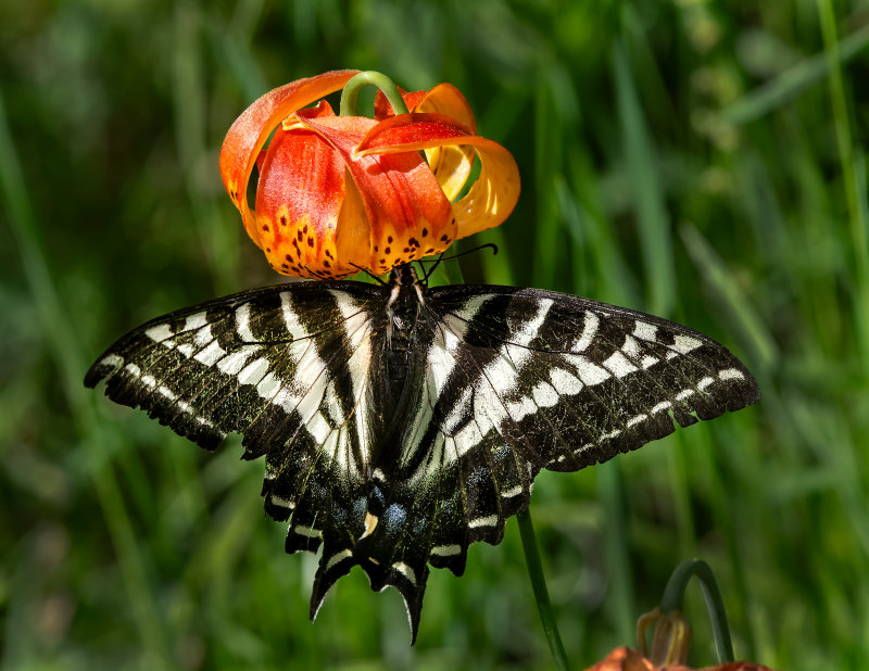 DSC_4972a.jpg