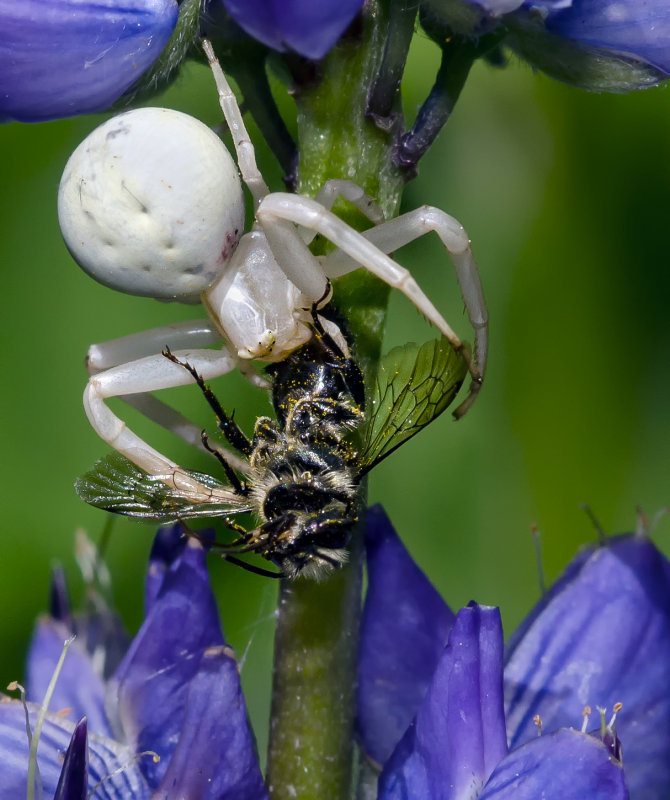 DSC_5187a.jpg