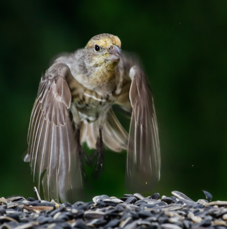 DSC_6547a.jpg