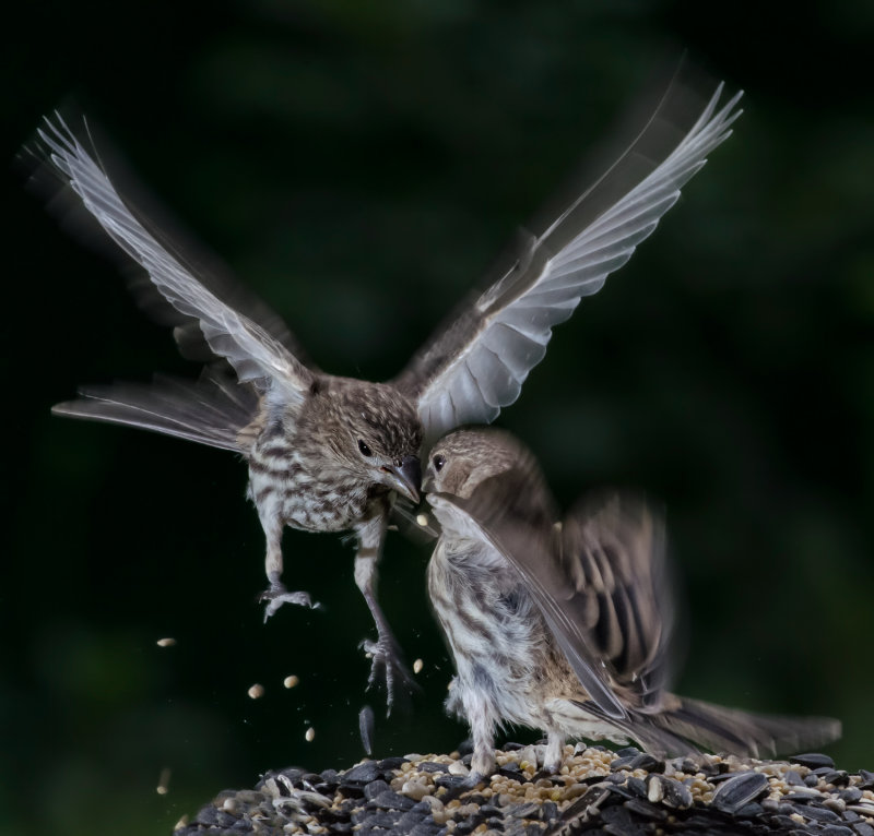 DSC_6568a.jpg