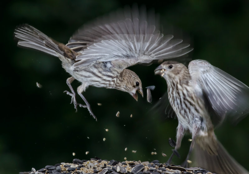 DSC_6572a.jpg