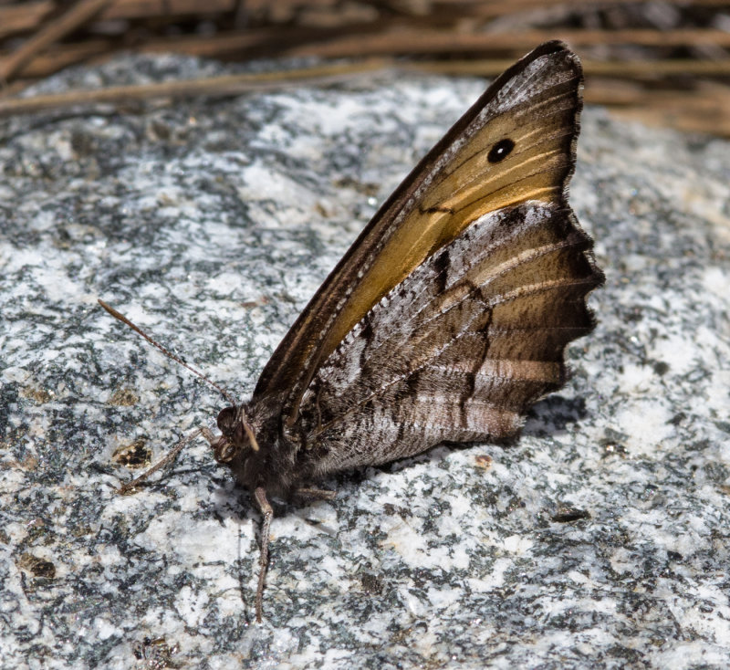DSC_8007a.jpg