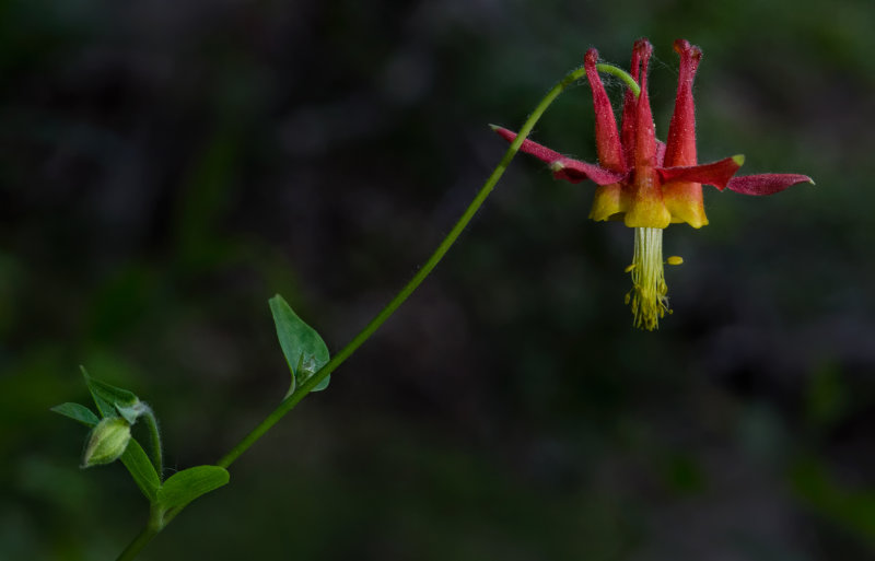 DSC_8127a.jpg