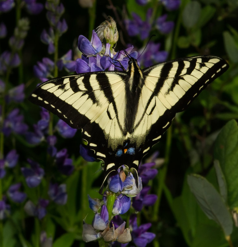 DSC_8541a.jpg