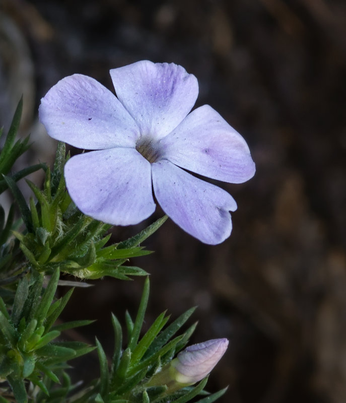 DSC_0677a.jpg