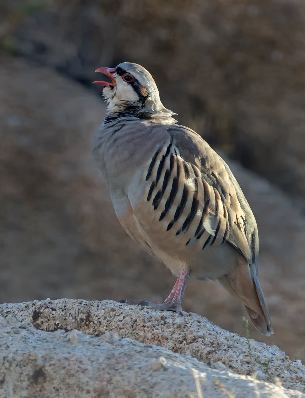 DSC_0290a.jpg