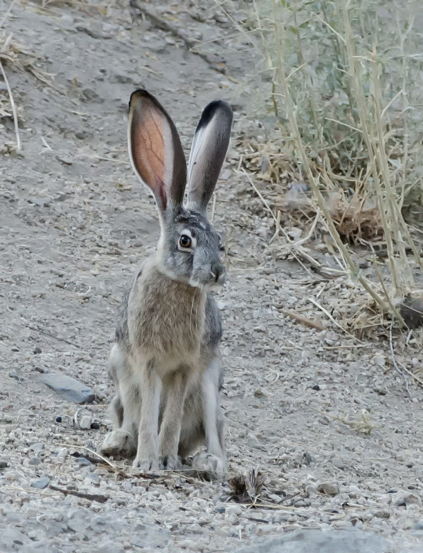 DSC_5044a_2.jpg