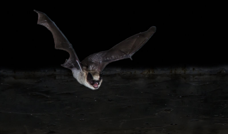 DSC_6823d.jpg