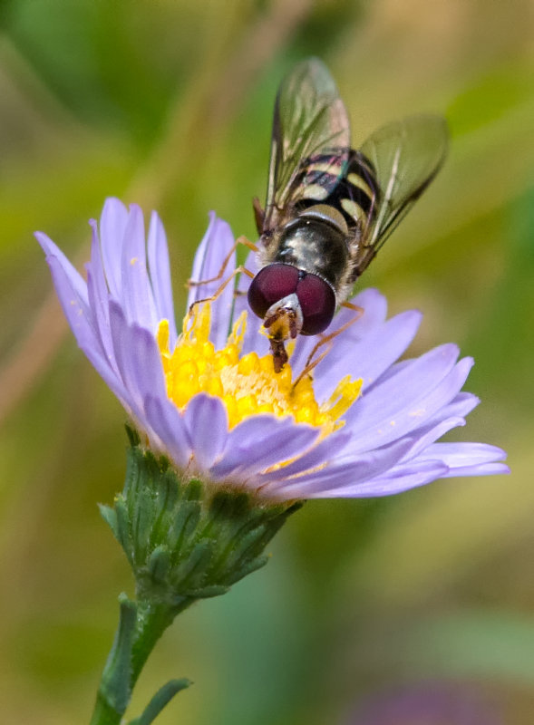 DSC_8875a.jpg