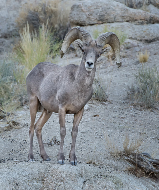 DSC_9057a.jpg