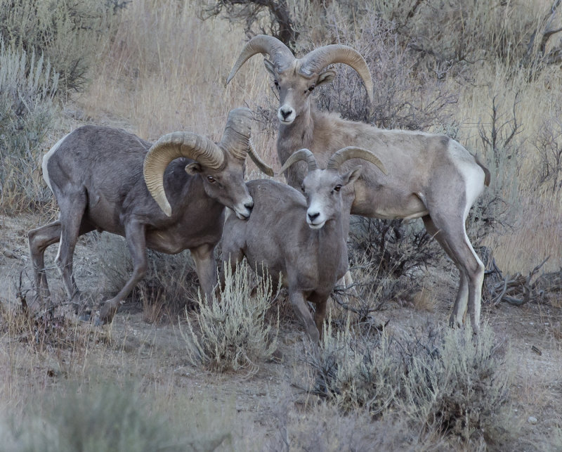 DSC_9854a.jpg