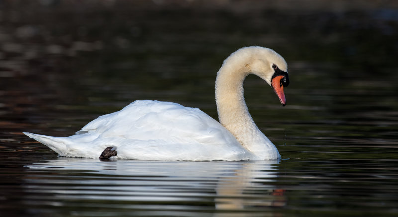 DSC_2130a.jpg