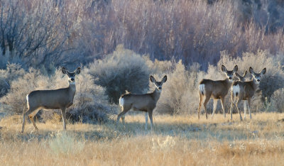 DSC_2049a.jpg