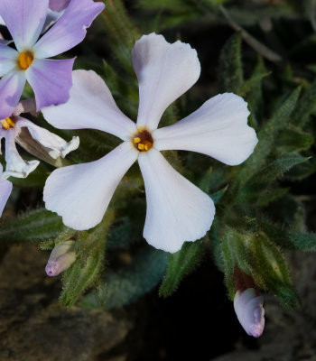 DSC_6140a.jpg