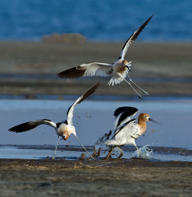 DSC_8845a.jpg