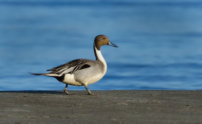 DSC_8915a.jpg
