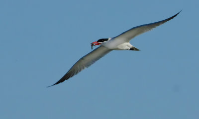 DSC_9238a.jpg